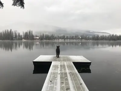 a black cat sitting on a dock in the water at Eleanor Lodge - Entire House in Blue River in Blue River