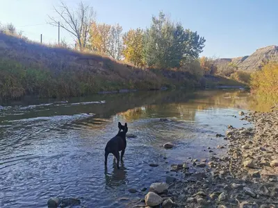 a dog standing in the water in a river at D4 Badlands Bunker Dome- 1 Queen Pet Friendly in Drumheller