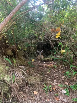 a bird sitting in a hole in the woods at White Haus 2 - Rainforest heaven close to beaches in Ucluelet