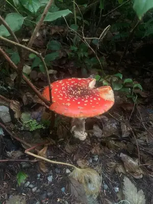 a red mushroom with white dots on the ground at White Haus 2 - Rainforest heaven close to beaches in Ucluelet