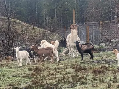 a group of animals standing in a field at Farmhouse cabin on 33 acre farm in Powell River
