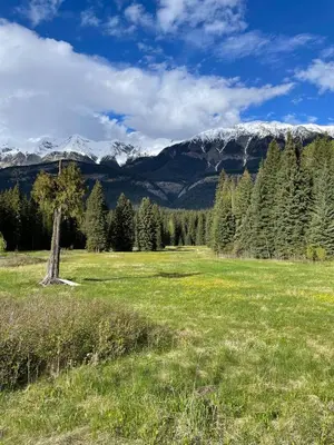 a field with trees and a snow covered mountain at Rustic Beaverfoot Lodge Room N3 in Parson