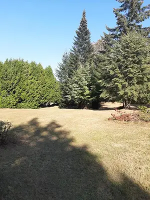 a shadow of a tree on a grass field at Farmestate in Vancouver