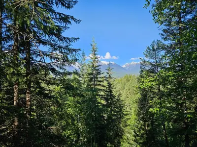 a forest of trees with mountains in the background at Zest Campers Ltd in Golden