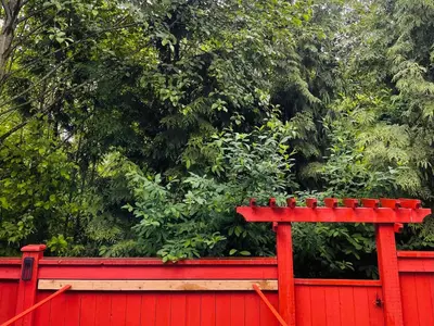 a red fence in front of a tree at Langley Heights 2 Bedrooms Sweet Suite in Langley