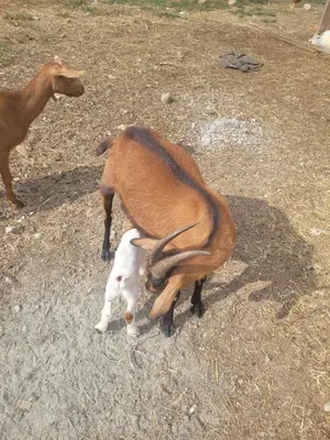 a goat and a dog playing with each other at Tree Ring Cabin on 33 Acre Farm in Powell River