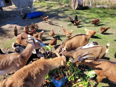 a group of animals and chickens in a field at Tree Ring Cabin on 33 Acre Farm in Powell River