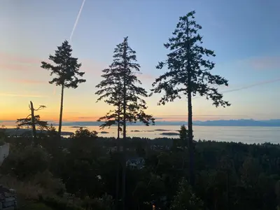 a group of pine trees in front of a sunset at Winchelsea Views in Nanaimo