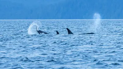 a pair of dolphins swimming in the water at Beaver Beach Vacation Home in Madeira Park
