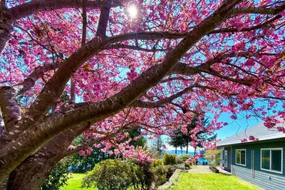 a flowering tree in front of a house with pink flowers at Beaver Beach Vacation Home in Madeira Park