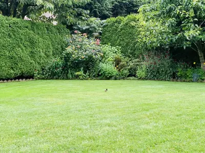 a bird standing in the grass in a yard at Richmond Garden Retreat in Richmond