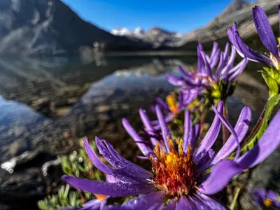 a purple flower with a mountain in the background at The Lodge at Bow Lake in Lake Louise