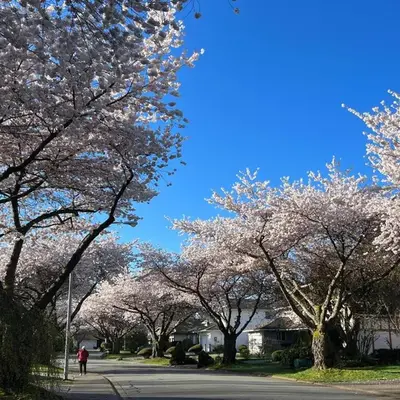 Bloom House 樱花民宿