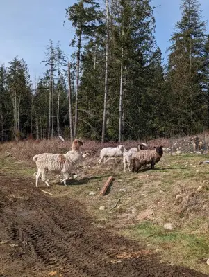 a group of sheep standing in a field at Mushroom theme cabin on 33 Acre Farm in Brew Bay