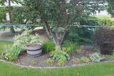 a garden with a tree and some plants at Luxury bungalow in NW Calgary in Calgary