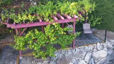 an overhead view of a bunch of plants in a garden at Peachland Lake View Spectacular! in Peachland