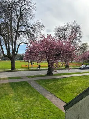 a tree with pink flowers on it in a park at Bright Garden Suite Across From Park in Kitsilano in Vancouver