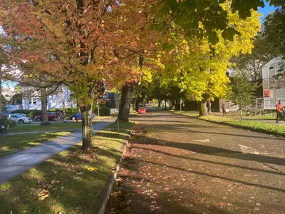 a tree lined street with leaves on the grass at Bright Garden Suite Across From Park in Kitsilano in Vancouver
