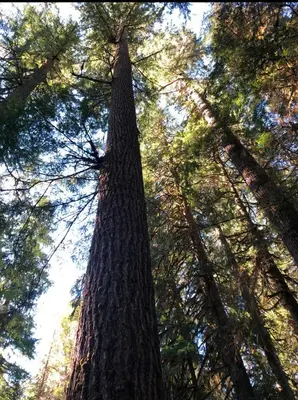 a tall tree in a forest looking up into the sky at Brickwood Cabin in Sayward