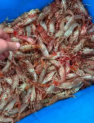 a pile of prawns in a nets trap at a seafood market at Brickwood Cabin in Sayward