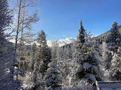 a group of snow covered trees in a forest at Authentic lofted log cabin with hot tub in Kelowna