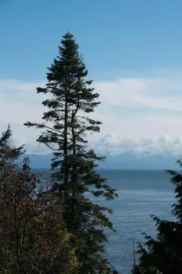 a tall pine tree sitting next to the ocean at Oceanview Guest Suite with Large 2 Person Soaker Tub in Nanoose Bay