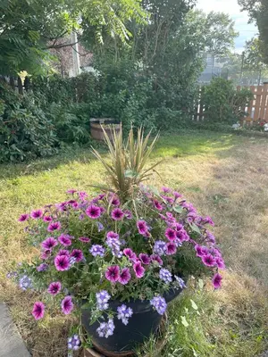 a flower bed of flowers in a yard at Vancouver Central Green Studio in Vancouver