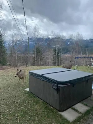 a deer running in a field with a trampoline at Nell's Mountain Lodge - Arcade Hottub Fire Pit 5 Acres in Golden