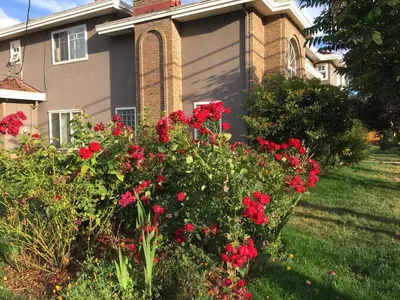 a house with red flowers in front of it at Rose Garden Vancouver Airport - Richmond BC in Richmond
