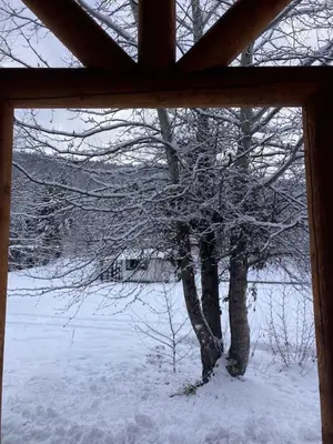 a window view of a tree in the snow at Log lofted rustic cabin in woods in Kelowna