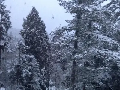a group of pine trees covered in snow at Wisteria Honeymoon Cottage in Sooke