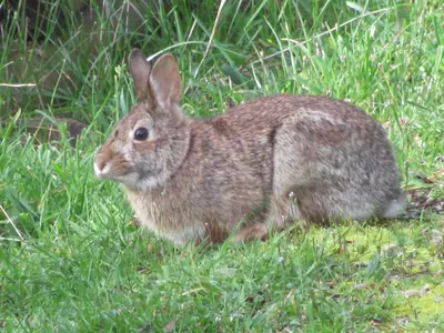 a brown rabbit is sitting in the grass at Wisteria Honeymoon Cottage in Sooke