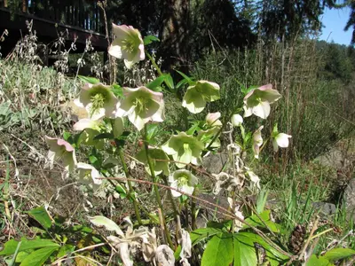 a group of white flowers in the grass at Wisteria Honeymoon Cottage in Sooke