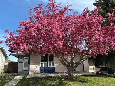 a pink flowering tree in front of a house at Kevin Calgary Beddington Home in Calgary