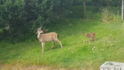 two deer standing in a field of grass at Cozy Quiet Suite with Private Hot Tub with Ocean Views in Nanaimo