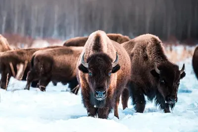 a herd of bison walking in the snow at 3 Story Luxury Cozy Sleek Home in Edmonton