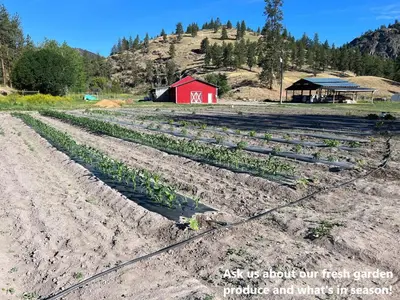 a field of crops in front of a red barn at Runaway Express Coach in Oliver