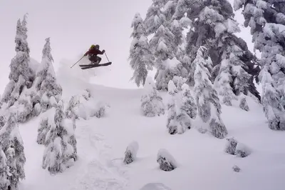 a person on skis jumping in the snow between trees at Awesome 2BR in Lynn Valley in North Vancouver