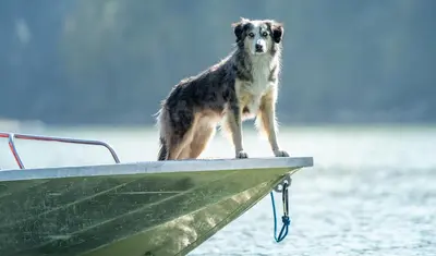 a dog standing on the end of a boat at River Safari Bear Den in Blue River