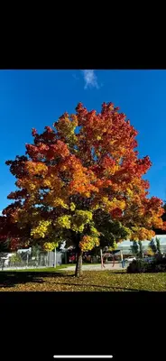 a tree with colorful leaves on it in a park at Amazing Views, Northern Lights, Stargazing Entire Guest Suite in Golden, BC Canada in Golden