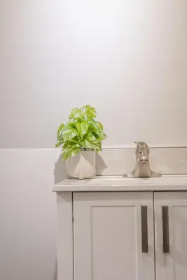 a green plant sitting on top of a kitchen counter at Quiet and rural apartment in the country in Cobble Hill