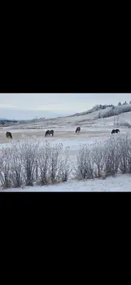 a group of horses walking in a snowy field at Quiet Country Cabin in Waiparous Village