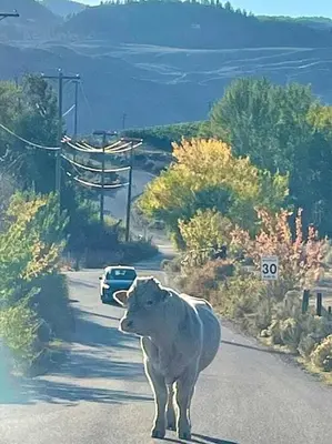 a cow standing in the middle of a road at Sandy beach Sauvignon cottage - Osoyoos escapade 3bd-2bt in Osoyoos