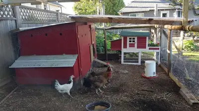 a group of chickens walking around a chicken coop at Campbell Cottage B&B in Nanaimo