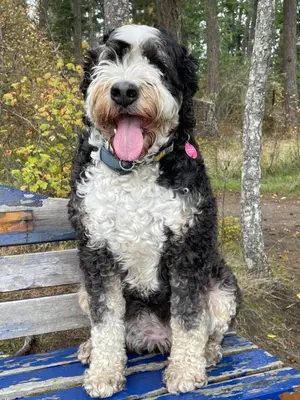 a black and white dog sitting on a bench at Oyster River Guest Room in Campbell River