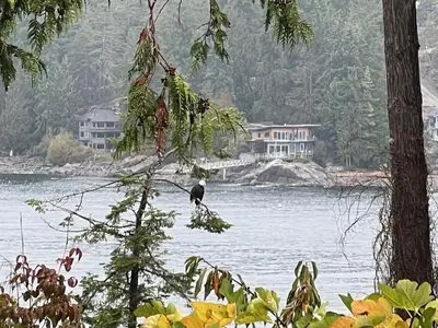 a bird sitting on a tree branch over a body of water at Oceanfront Garden Suite - Stunning Views & Wildlife in Halfmoon Bay