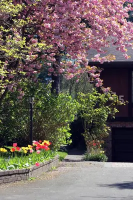 a flowering tree with pink flowers in front of a garage at Cole's Bay Vacation Retreat Library Room in YYJ