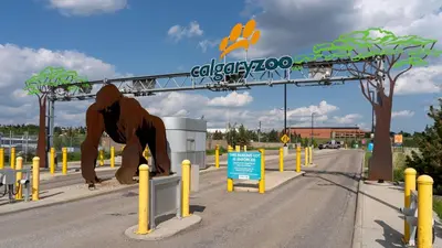 a large statue of a bear on the side of a road at Basement Suite in Calgary - Short Drive to Banff in Calgary