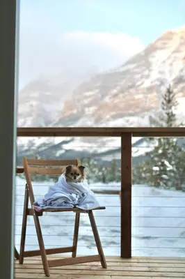 a dog sitting in a chair on a blanket at Skyridge Glamping in Kananaskis Village