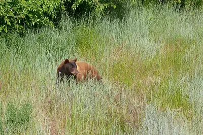 a brown bear walking through a field of tall grass at Desert Pines Holiday Getaway in Peachland